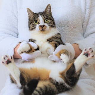 ★一時停止中★ころころ癒し系甘えん坊☆チョコちゃん