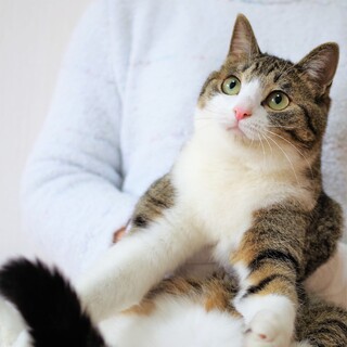 ★一時停止中★ぐいぐい積極的な甘えん坊☆チロル君