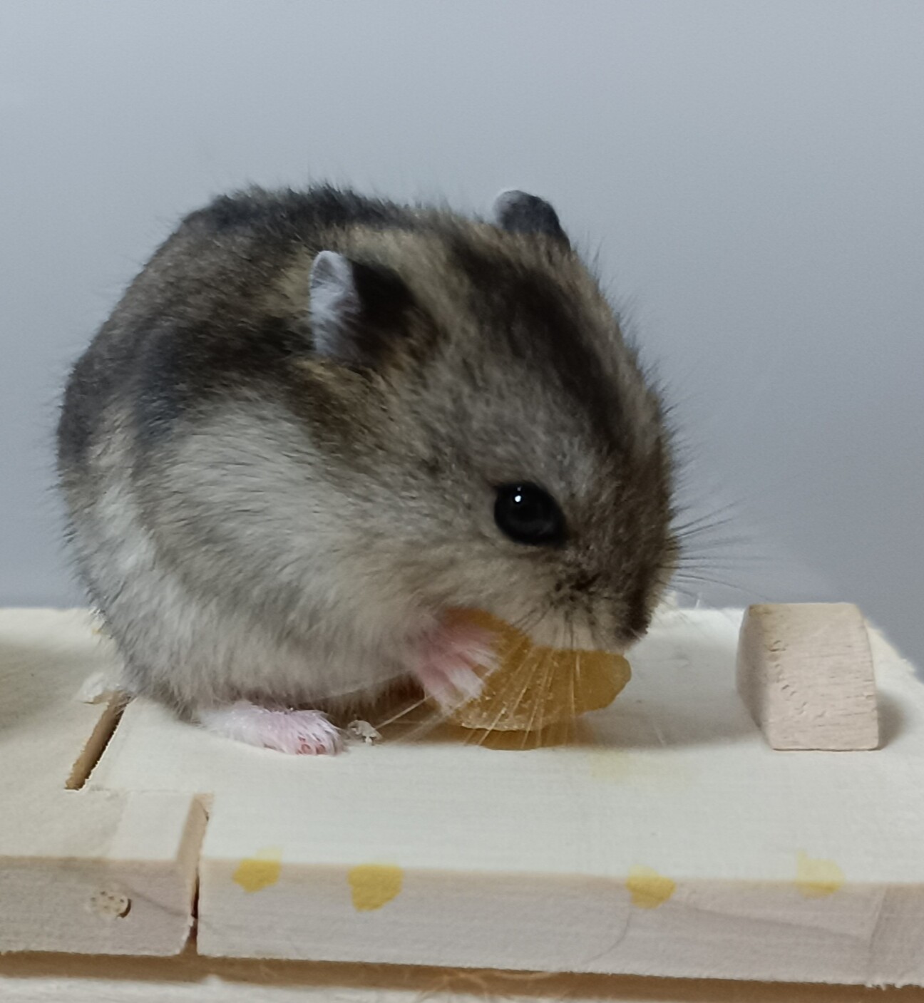 1月28日生まれジャンガリアンハムスター サムネイル1