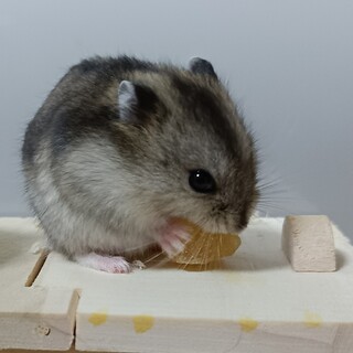 1月28日生まれジャンガリアンハムスター