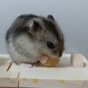1月28日生まれジャンガリアンハムスター サムネイル1