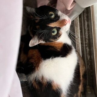 緊急！家をなくす保護猫・三毛の弥生