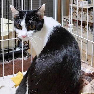 美しすぎる！はっちゃん☆女の子1才弱