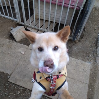 まだまだ元気!お爺ちゃんワンコ