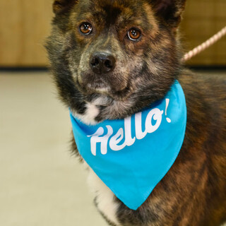 やさしいなビリボブ！