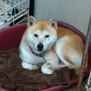 トライアル決定