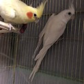 新しい飼い主様を探しています