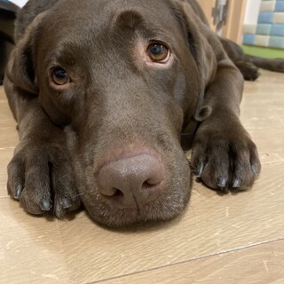 ラブラドールの里親募集中