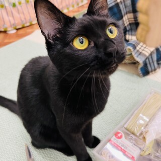 出来る女子いちこ。