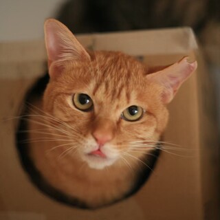 一匹狼ツンデレ男子！ちまき♂