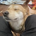 生後3〜4ヶ月の子犬里親緊急募集