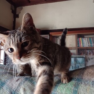 一旦募集停止。とっても小柄な６ヶ月の男の子