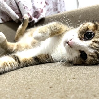 ゴロスリの甘えん坊です