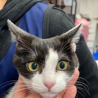 甘々ハチワレこねこ♀