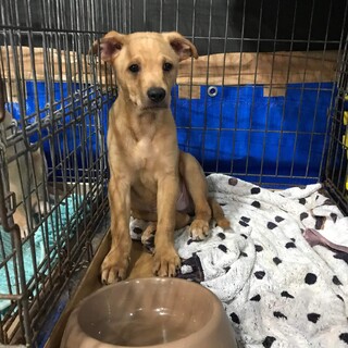 生後3か月仔犬 男の子 