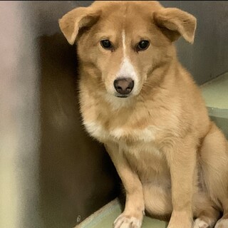 小さめ中型犬 7ヶ月の幼犬のナル君