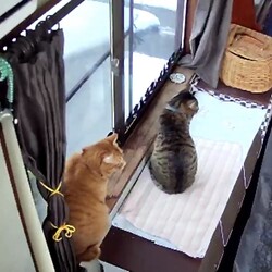 よろしくね