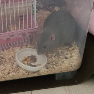 ファンシーラット