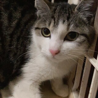 ピンクのお鼻クリクリお目目の美人子猫キクラゲちゃん