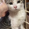 ピンクのお鼻クリクリお目目の美人子猫キクラゲちゃん サムネイル2