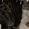 ピンクのお鼻クリクリお目目の美人子猫キクラゲちゃん サムネイル3