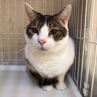 多頭飼育崩壊レスキュー 怖がりな文太君