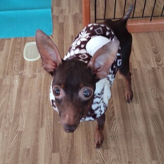 小さくて甘えん坊さんのミニピン♂ナギ君