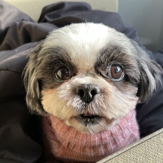 可愛いシーズー　推定5歳