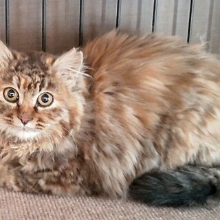 もふもふゴージャスな女の子