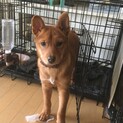 募集停止この子を幸せにしてくださる方いませんか？