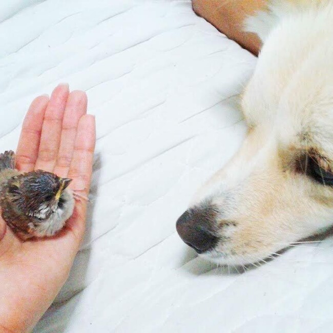 nimaoのカバー写真