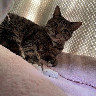 侵入猫の新茶トラと薄三毛と戦う雹から葵姉さんに10%増元気玉٩( 'ω' )و