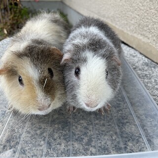 1歳半の双子くん テディモルモット  