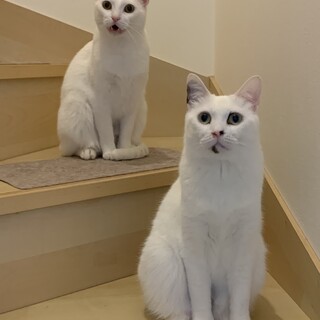 美人白系姉妹猫⭐︎ルル＆クウちゃん(メス)