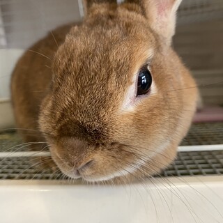 ネザーランドドワーフ5歳女の子です