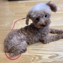 元気いっぱい！ハイパーなすだちちゃん