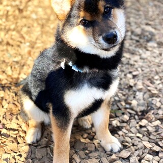 ♥聖夜くん♥やんちゃな黒柴の男の子