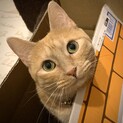 人が大好き　活発な女のコ　♪お茶々