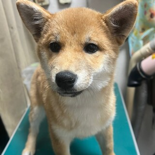 ♥天音ちゃん♥元気な柴の女の子