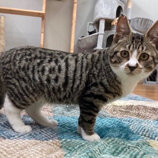 脚が短いんデス♂　ベンツくん