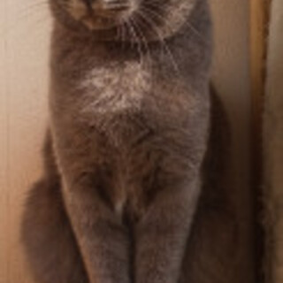 甘えん坊のおとなしいグレー君