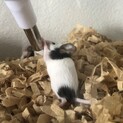パンダマウスの赤ちゃん