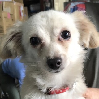 ♥ケイジくん♥明るいチワックスの男の子