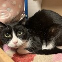 シャイで控えめ大人しい　こみちさん