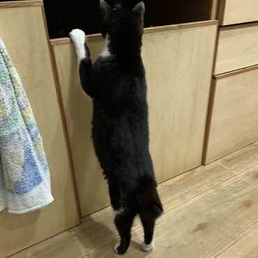 今日はゴミ箱チェックしてました。