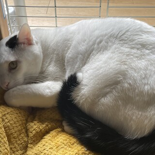 お声を待ち続けて巨大化したブッセ君