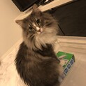 可愛がってくださる里親を募集致します。