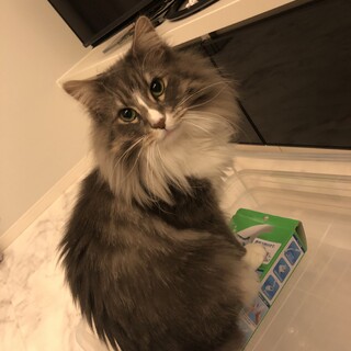 可愛がってくださる里親を募集致します。