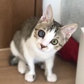 【バロン】おかげさまで里親様が決まりました。