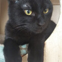 元気で食いしん坊な黒猫ごうくん＠7か月